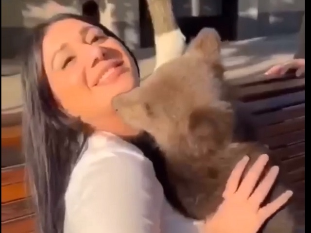 В Грозном медвежонок вцепился в лицо девушке, пожелавшей сделать с ним фото – видео