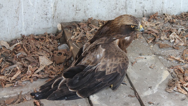 В Татарстане спасли орла-карлика с открытым переломом правого крыла