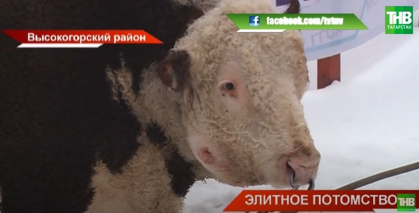 В Татарстане выращивают элитных быков из Америки, Германии и Нидерландов – видео