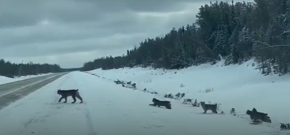 В сети появилось видео, как рысь переводит котят через дорогу