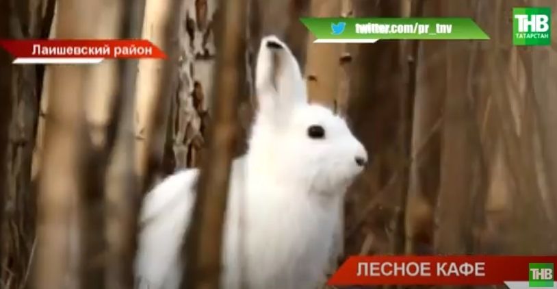«Лесные столовые»: школьники в Лаишевском районе Татарстана подкармливают диких животных – видео