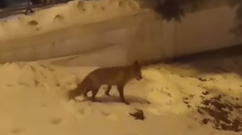 Казань снова стали посещать ночные хищники – видео