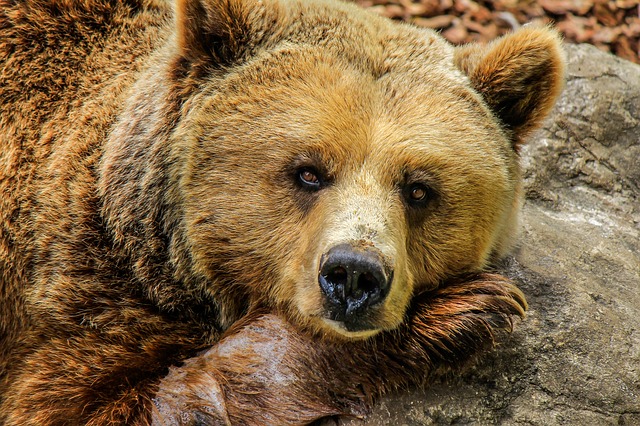 В зоопарке Челябинска неизвестные отравили двух медведей