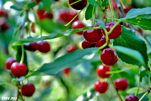 Агроном рассказал, будут ли плодоносить яблоки и вишни в этом году в Татарстане