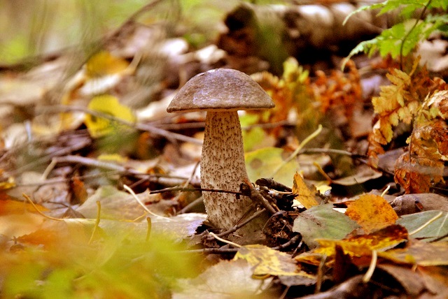 Эксперт назвал причину исчезновения грибов в лесах Татарстана