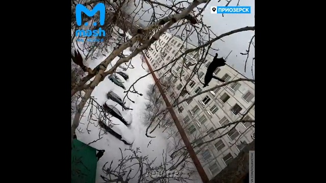 Спасение просидевшей три дня на дереве кошки попало на видео в Приозерске