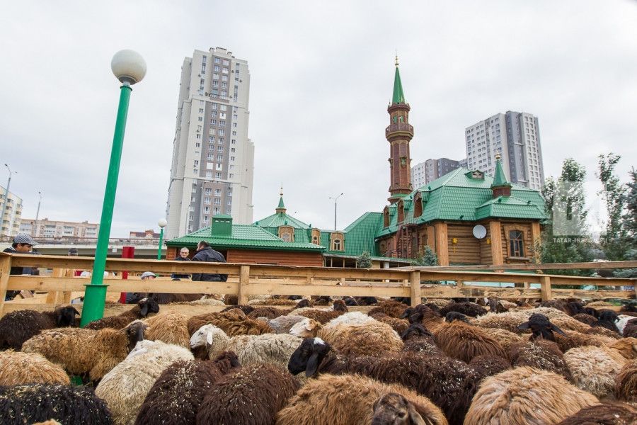 В этом году в Татарстане на Курбан-байрам принесены в жертву 22 тысячи барашков