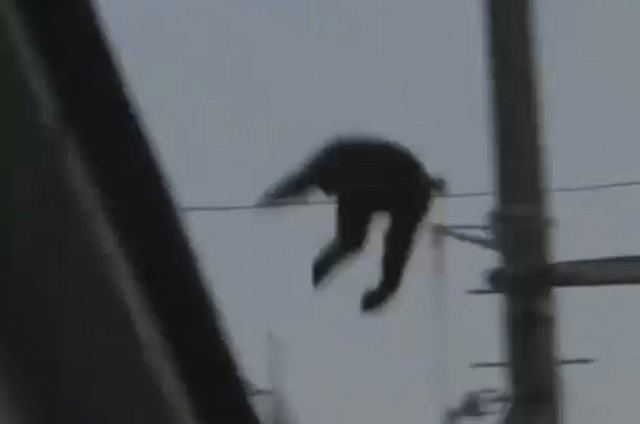Адски злобная: в Токио ловят держащую в страхе полгорода обезьяну – видео