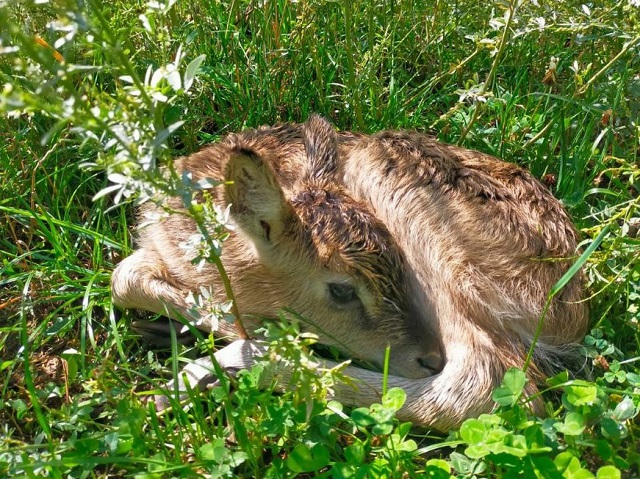 В Казанском зооботсаду у антилоп родился детеныш
