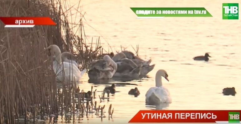 В Казани началась ежегодная перепись водоплавающих птиц (ВИДЕО)