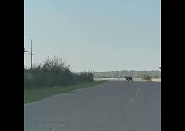 Перебегавшего дорогу большого медведя засняли в Кукморском районе РТ