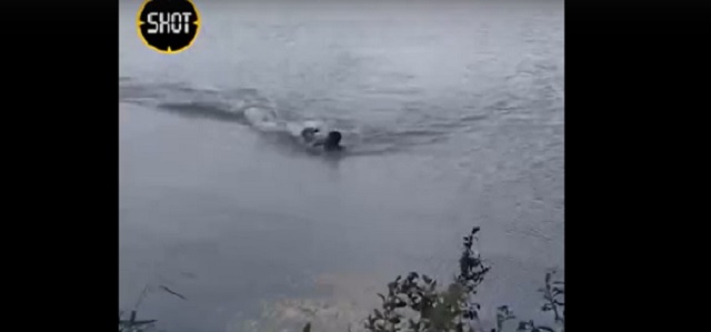 В Бразилии аллигатор едва не откусил руку купавшемуся в озере пловцу – видео