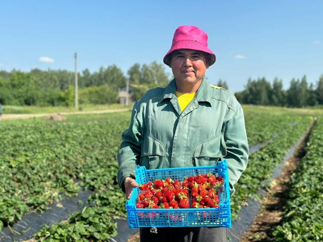 Посадка клубники календарь. Лунный календарь посадок. Благоприятные и неблагоприятные. Когда надо сажать клубнику. Сад огород календарь.