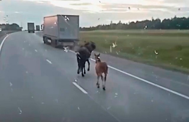 Падение пьяного наездника с лошади попало на видео в Татарстане