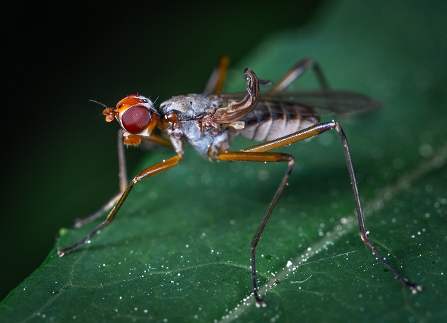 Нашествие комаров ожидается в Казани в начале июня