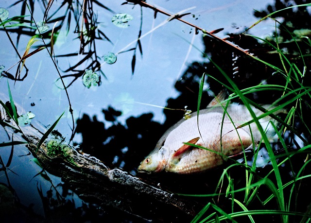 Садоводы выловили более 300 кг мертвой рыбы в пруду под Набережными Челнами 