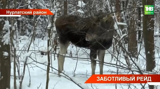 Лесное и охотничье хозяйство республики мордовия