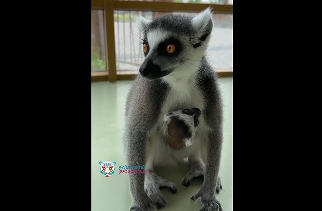 Трогательными кадрами новорожденного лемура поделился Казанский зоопарк