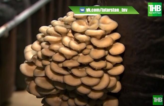 В Татарстане предприниматель на выращивание грибов на селе выделил 200 млн рублей - видео