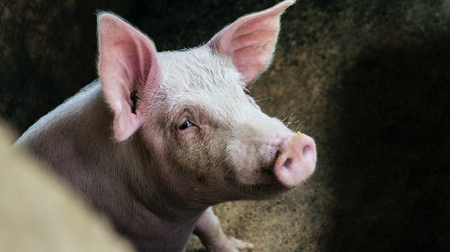 Минниханов ввел в двух районах Татарстана карантин из-за африканской чумы свиней