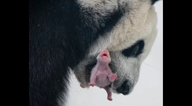 Опубликованы трогательные кадры детеныша большой панды, впервые родившегося в России