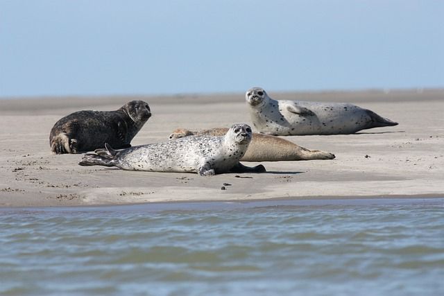 Видео: мертвые тюлени найдены на побережье Каспийского моря