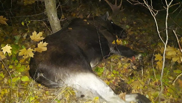 В Нижнекамске автомобилистка насмерть сбила лося и протаранила «МАЗ»