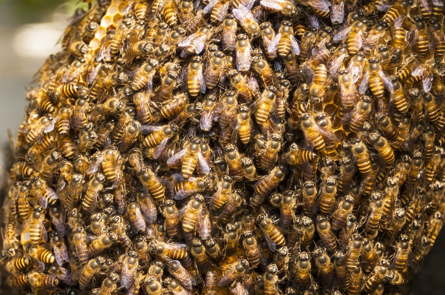 Нашествие пчел стало причиной задержки авиарейса «Санкт-Петербург — Казань»