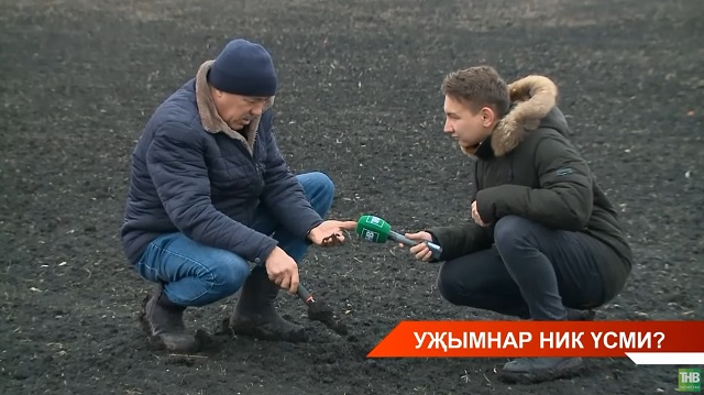 Татарстан кырларында көзге уҗымга зур зыян килгән - видео