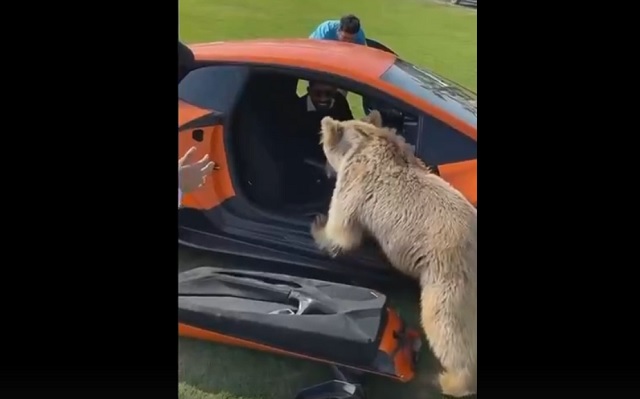 Медведь оторвал дверь Lamborghini, пытаясь дотянуться до яблока – видео