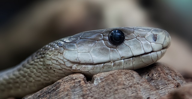 Укушенный змеей грибник попал в реанимацию в Набережных Челнах – подробности