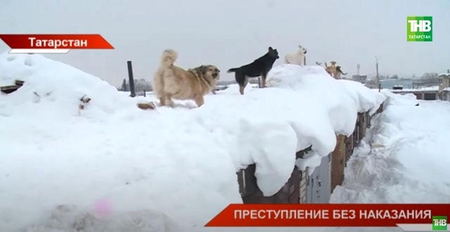 В Казани жители поселка Восточный бьют тревогу из-за пса, нападающего на детей 