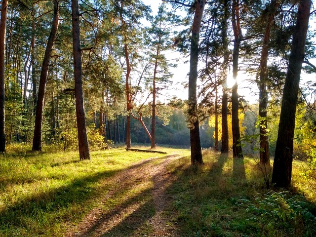 В Татарстане по нацпроекту «Экология» засадили более 1 266 га лесных культур
