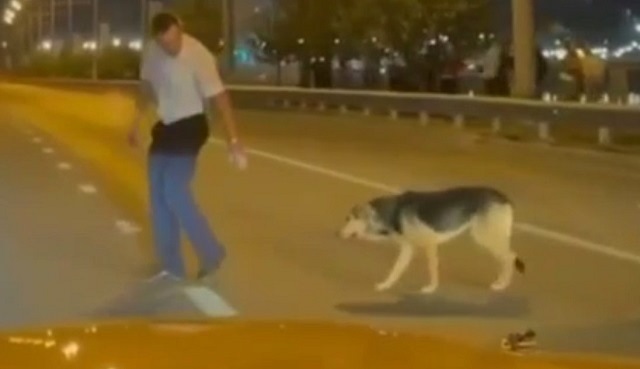 Человек собаке друг: в Казани автоинспектор перевел через дорогу испуганного пса