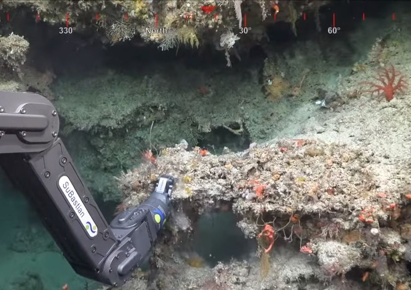 У побережья Австралии обнаружили гигантский коралловый «небоскреб»
