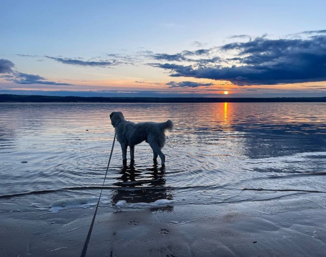 Рустам Минниханов опубликовал фотографию своего пса, гуляющего по берегу реки