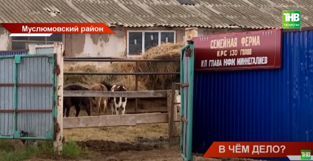 Фермер из Татарстана может лишиться своего дела из-за конфликта с подрядчиком – видео