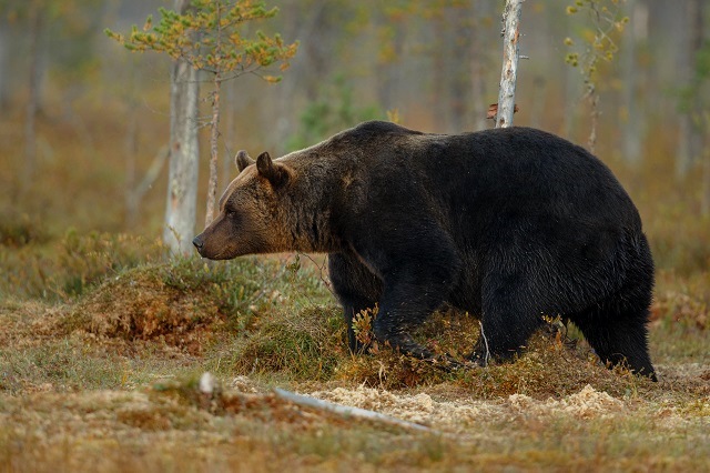Бурого медведя исключили из Красной книги РТ, но внесли в нее два новых вида редких растений