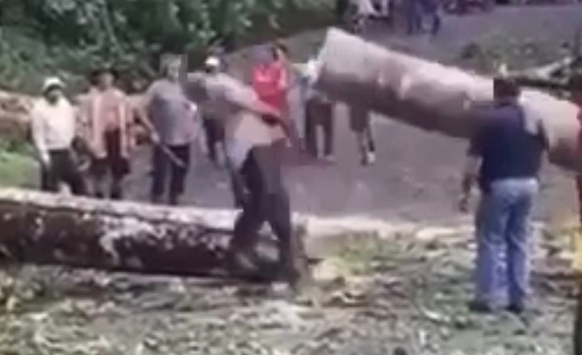 Дерево оказало мощное сопротивление распиливающему его мужчине – видео  