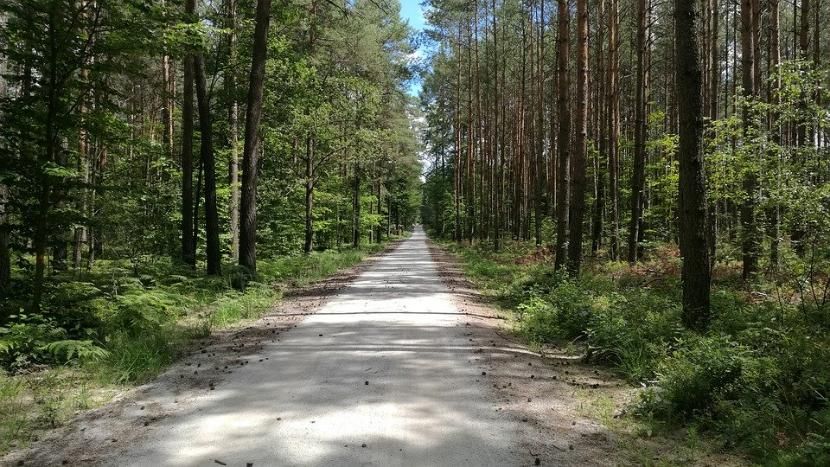 Татарстанские власти закрыли леса для посещений