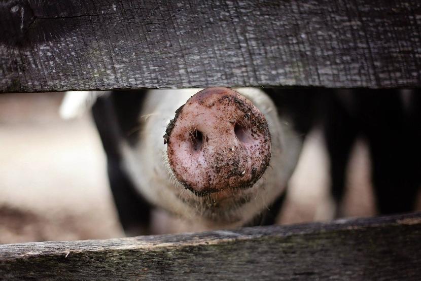 Татарстану угрожает новая напасть – африканская чума свиней