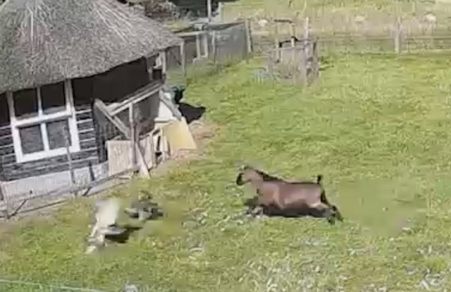 «Чип и Дейл спешат на помощь»: козел и петух вырвали курицу из лап хищника - видео