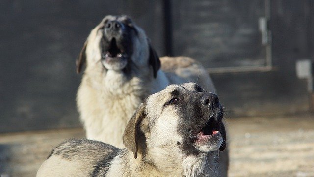 Стая агрессивных собак напала на детей в Казани