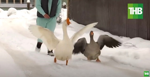 «Один серый, другой белый»: пара гусей из Всеволожска взорвали интернет – видео