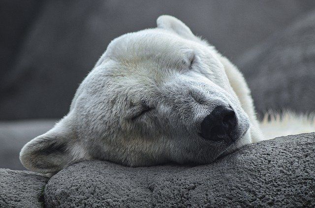 В зоопарке Екатеринбурга белый медведь умер из-за детской игрушки