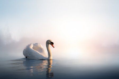 Краснокнижный белый лебедь в Набережных Челнах может погибнуть из-за холодов (ВИДЕО)