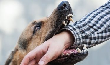 В Набережных Челнах бойцовская собака напала на девочку 