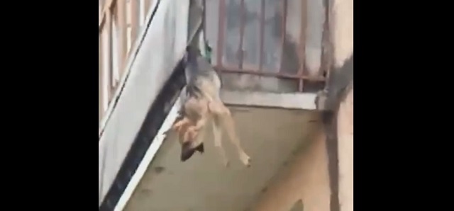 Спасение повисшей на балконе истощенной собаки попало на видео