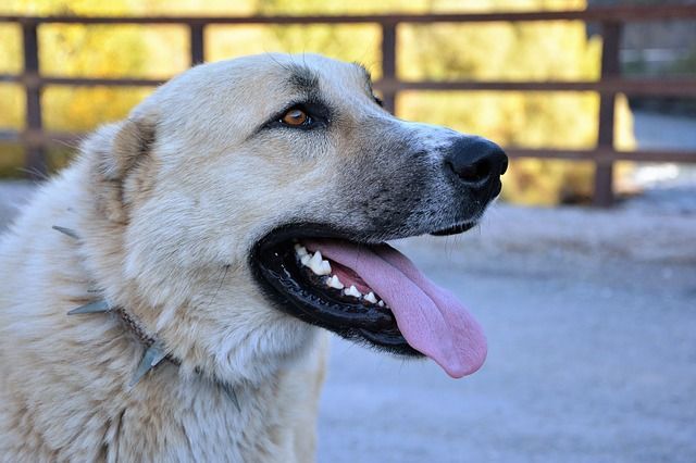 В приюте для бездомных собак «Зооцентр» в Казани нашли нарушения