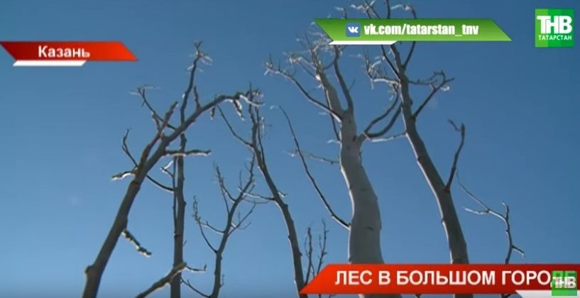 «Зеленая реконструкция»: на улицах Казани появится больше деревьев - видео